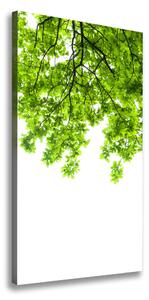 Vertikálny foto obraz canvas Koruna stromov ocv-66522437