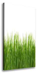 Vertikálny foto obraz na plátne Zelená tráva