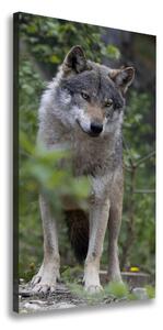 Vertikálny foto obraz canvas Vlk v lese ocv-79173731