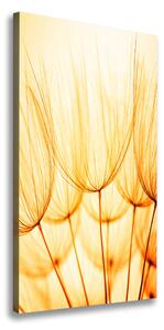 Vertikálny foto obraz na plátne Semená púpavy