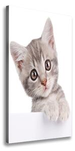 Vertikálny foto obraz na plátne do obývačky Sivá mačka