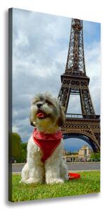 Vertikálny foto obraz na plátne Pes v Paríži