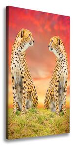 Vertikálny foto obraz na plátne do obývačky Dva gepardy