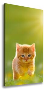 Vertikálny foto obraz na plátne do obývačky Červená mačka