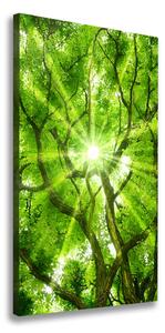 Vertikálny foto obraz canvas Koruna stromov ocv-88048768