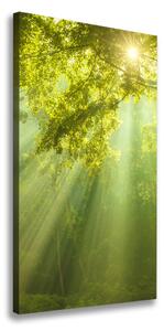 Vertikálny foto obraz na plátne Slnko v lese ocv-88868942