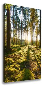 Vertikálny foto obraz na plátne do obývačky Sosnová les