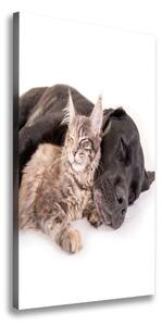 Vertikálny foto obraz na plátne do obývačky Pes a mačka