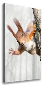Vertikálny foto obraz canvas Veverička na strome