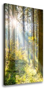 Vertikálny foto obraz canvas Slnko v lese ocv-98252702
