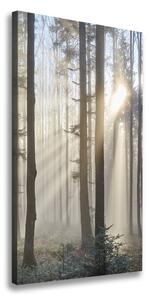 Vertikálny foto obraz canvas Hmla v lese ocv-98968412