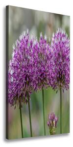 Vertikálny foto obraz na plátne Kvety cesnaku ocv-99551256