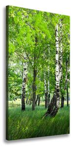 Vertikálny foto obraz canvas Brezový les ocv-99735261