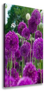 Vertikálny foto obraz na plátne Kvety cesnaku ocv-99930087