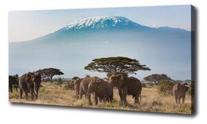 Foto obraz na plátne Slony Kilimandžáro oc-100418826