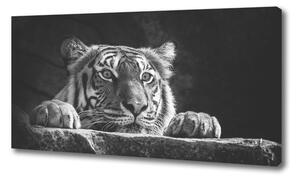 Foto obraz na plátne Tiger oc-101258480