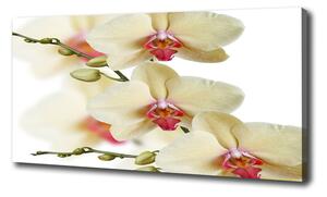 Foto obraz na plátne Orchidea oc-102443917