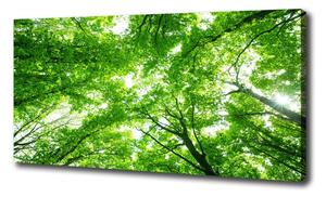 Foto obraz na plátne Zelený les oc-103615746