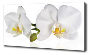 Foto obraz na plátne Orchidea oc-103920801