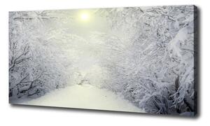 Foto obraz na plátne Pekný zimný les oc-103882841