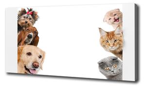 Foto obraz canvas Psy a mačky oc-104206550
