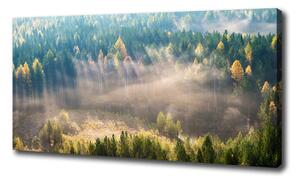 Foto obraz na plátne Hmla v lese oc-104886541