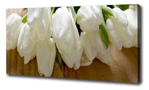 Foto obraz na plátne Biele tulipány oc-104686883