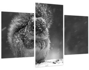 Obraz - Veverička v zime (90x60 cm)