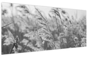 Obraz - Tráva vo vetre (120x50 cm)