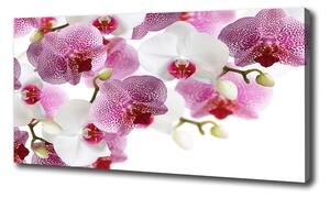 Foto obraz na plátne do obývačky Orchidea oc-107506962