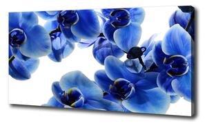 Foto obraz na plátne do obývačky Modrná orchidea