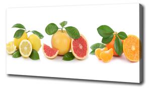 Foto obraz na plátne Citrusové ovocie oc-108945081