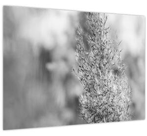 Obraz - Boho pampas grass (70x50 cm)