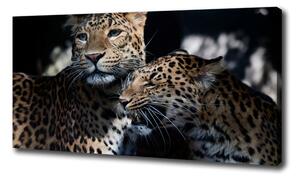 Foto obraz na plátne Dva leopardy oc-109930645