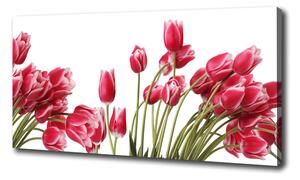 Foto obraz na plátne Červene tulipány oc-109710799