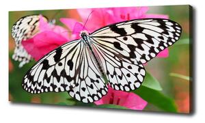 Foto obraz na plátne Motýľ na kvetine oc-111962748