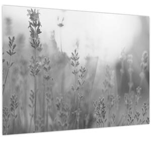 Obraz - Levanduľa (70x50 cm)