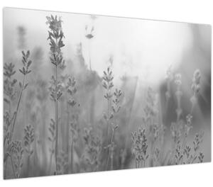 Obraz - Levanduľa (90x60 cm)