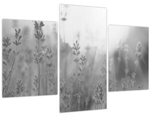 Obraz - Levanduľa (90x60 cm)