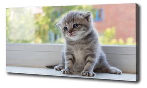 Foto obraz canvas Malá mačka pri okne oc-114401117