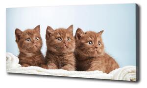 Foto obraz na plátne do obývačky Mačky na uteráku