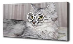 Foto obraz na plátne Mačka v okuliaroch oc-115959381