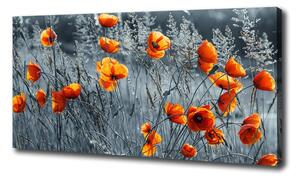 Moderný fotoobraz canvas na ráme Poľný mak oc-116797987