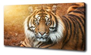 Moderný fotoobraz canvas na ráme Bengálsky tiger