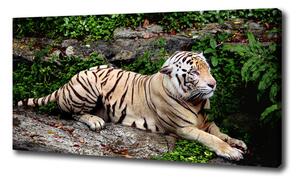 Foto obraz na plátne Tiger na skale oc-118161704