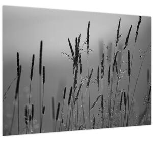 Obraz - Steblá trávy (70x50 cm)