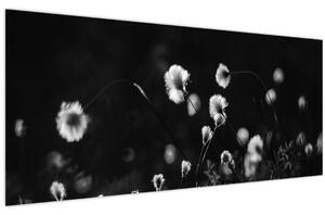 Obraz - Lúka s cottongrass N⁰1 (120x50 cm)