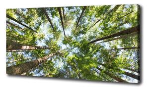 Foto obraz na plátne Koruna stromov oc-119047799