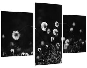 Obraz - Lúka s cottongrass N⁰1 (90x60 cm)
