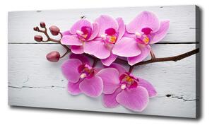 Foto obraz na plátne Orchidea na strome oc-118409675